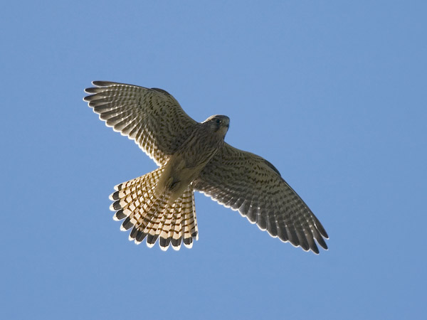 Tuulihaukka, Common Kestrel, Falco tinnunculus
